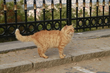cat in front of the fence