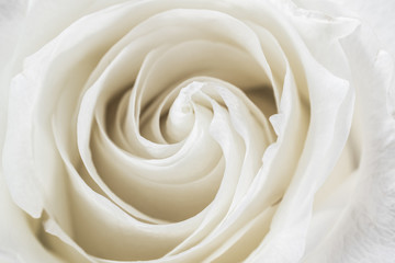 Fototapeta na wymiar White rose close up