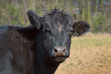 Close up of a black Aberdeen Angus cattle animal head