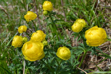 Yellow flowers