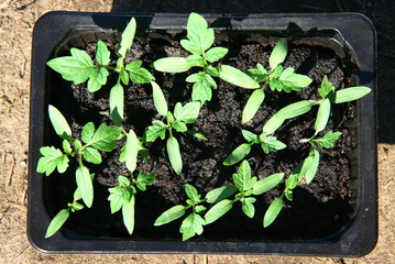 Tomatoes on seedlings