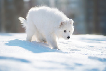Samoyed Dog Puppy in winter