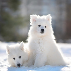 Obraz premium Samoyed Dog Puppies in winter