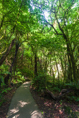 Rain Forest, outside Waitomo Cave, North Island, New Zeland