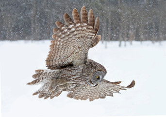 Fototapeta na wymiar Great grey owl with wings spread out prepares to pounce on prey in winter in Canada