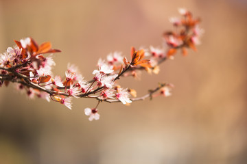 Branch of blossom at the spring morning