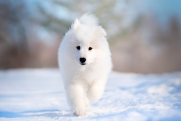 Samoyed Dog Puppy in winter