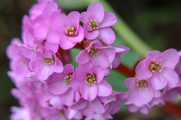 京都ぶらり、春の花