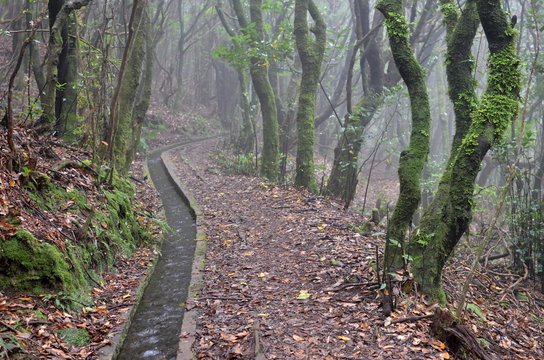 Levada dos Cedros: Fanal to Ribeira da Janela, Madeira