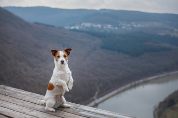 Little Jack Russell at the cliff looks at the river. Dog with a view of nature and mountains. Pet...