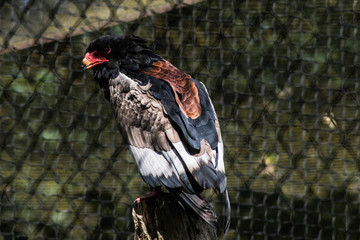 bird behind fence
