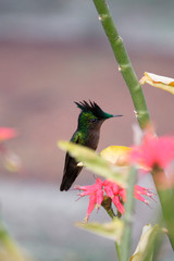 Vol du Colibris autour de fleurs, Martinique