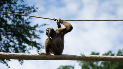 monkey haning on rope