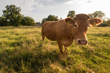 cow in a field