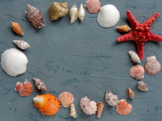 shells, mollusks, shells, starfish, blue background, sea, vacation, crustaceans