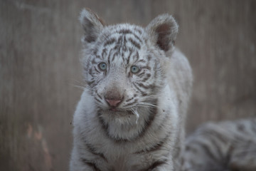 ホワイトタイガー, 子ども, 赤ちゃん