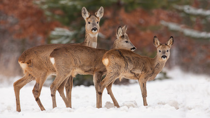 Naklejka na ściany i meble Roe deer, capreolus capreolus, herd in deep snow in winter. Group of wild animal in freezing environment. Cold wildlife scenery.