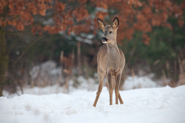 Roe deer, capreolus capreolus, in deep snow in winter. Wild animal in freezing environment. Cold...