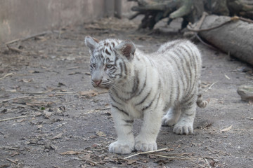 ホワイトタイガー, 子ども, 赤ちゃん