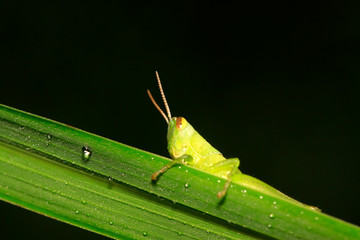 Oxyachinensis on plant