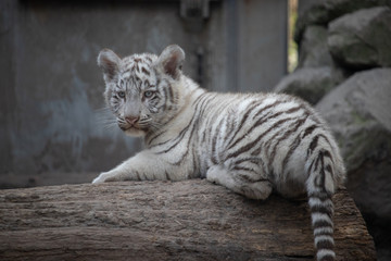 ホワイトタイガー, 子ども, 赤ちゃん