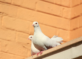 Two white Fantail pigeons sitting on a roof 