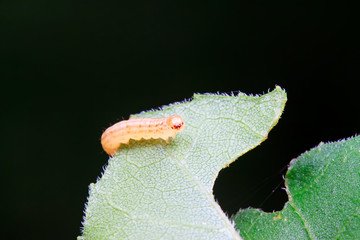 tiny insects on plant