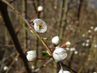 Fr&uuml;hling in Form von weissen Bl&uuml;ten
