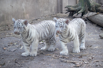 ホワイトタイガー, 子ども, 赤ちゃん