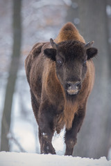 European bison, bison bonasus, in the forest with snow. Young wisnet in winter. Wildlife scenery in cold weather.