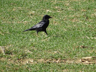 Schwarzer Vogel im Gras