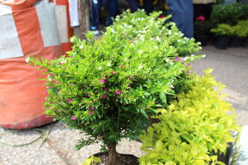 Arbusto verde para decorar espacios públicos, jardines, hogares, oficinas