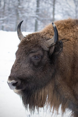 Portrait of european bison, bison bonasus, in winter with snow in the background. Young wisnet in winter. Wildlife scenery in cold weather.
