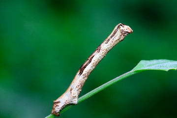 Geometridae on plant