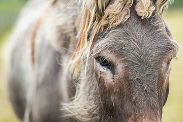 portrait of a donkey