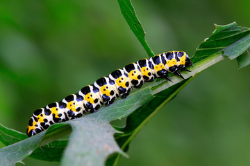 Cucullia fraterna on green leaf