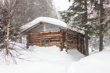 Wooden hut in a pine forest covered with snow blizzard