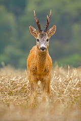 Roe Deer, Capreolus capreolus, buck with big antlers. Wild roebuck on a filed in nature. Wildlife scenery, vertical orientation. © WildMedia