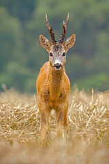 Roe Deer, Capreolus capreolus, buck with big antlers. Wild roebuck on a filed in nature. Wildlife...