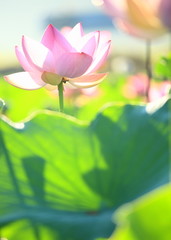 Obraz premium 花のイメージ写真