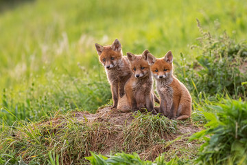 Red fox, vulpes vulpes, small young cubs near den curiously weatching around. Cute little wild predators in natural environment. Brotherhood of animlas in wilderness.