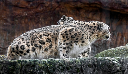 Snow leopard. Latin name - Uncia uncia