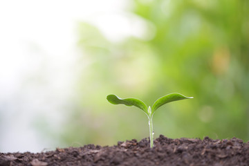 Young green plant growing