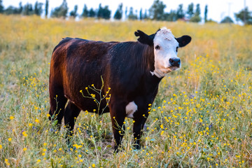 Cow raised with natural grass,Pampas, Argentina