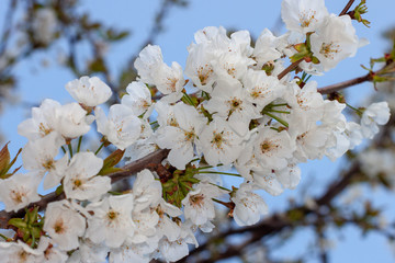 Close up of a flowering almond tree