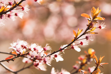 Fototapeta na wymiar Branch of blossom at the spring morning