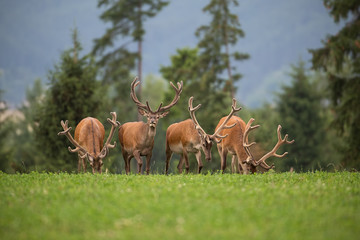 Herd of red deer stags with antlers in velvet in summer. Wild animals in natural environment....