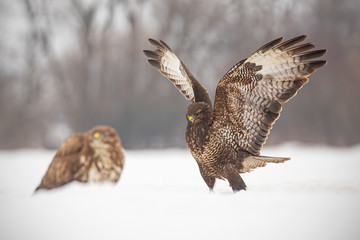 Common buzzards, buteo buteo, fighting in winter. Wild bird on snow.