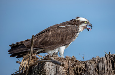Osprey