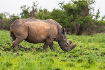 Fototapeta premium White rhinoceros (Ceratotherium simum) with calf in natural habitat, South Africa